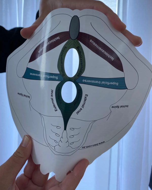 Female Pelvic Floor Model (gloss coated board) - Image 2